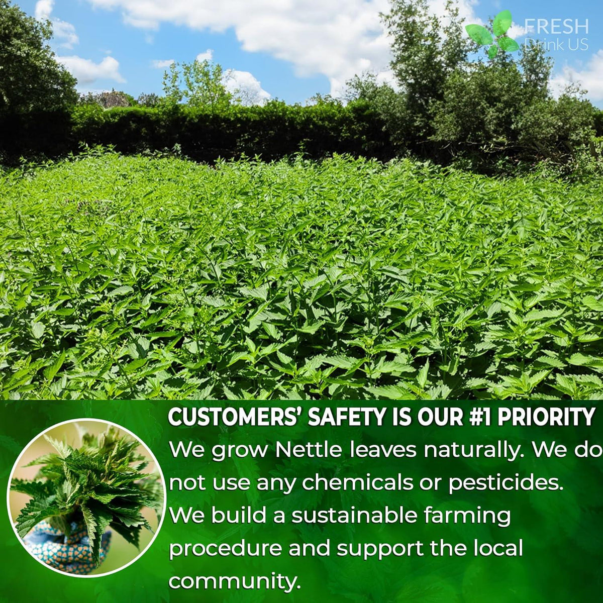 Premium Nettle Leaf Tea Bags, 100% Natural & Pure, Stinging Nettle Leaf Tea, Nettle Leaf Tea, Burn Nettle, Stinging Nettle, Nettle Tea, Stinger Tea, No Sugar/Caffeine & Gluten, Vegan