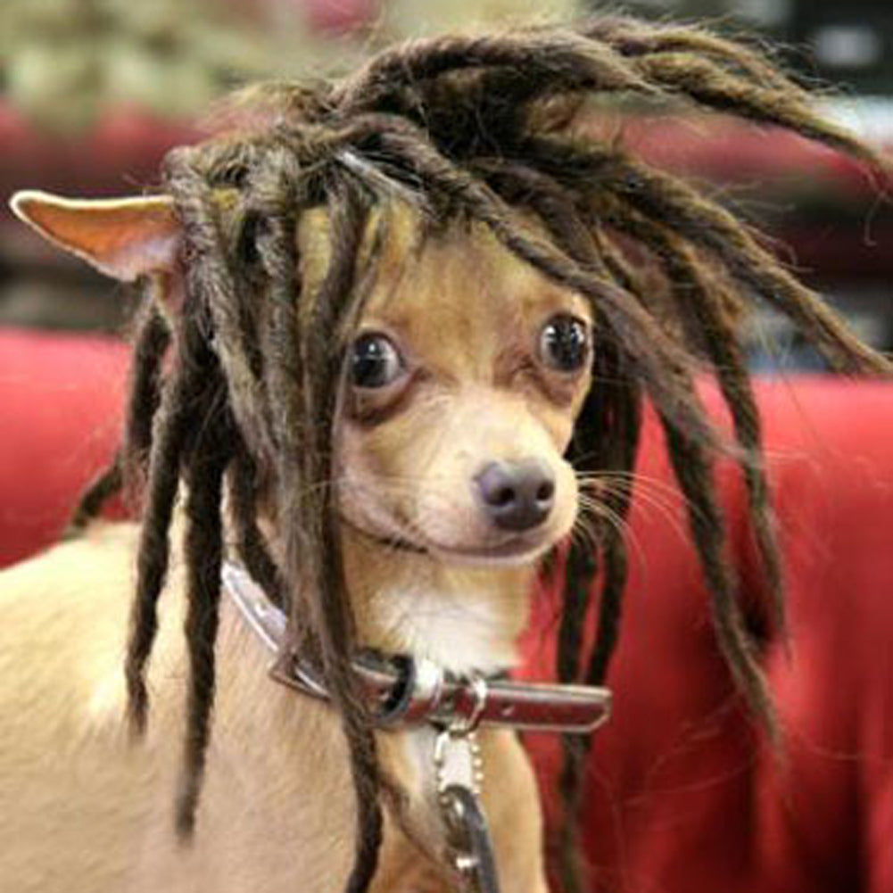 High Temperature Wire For Dogs Can Dye Wigs